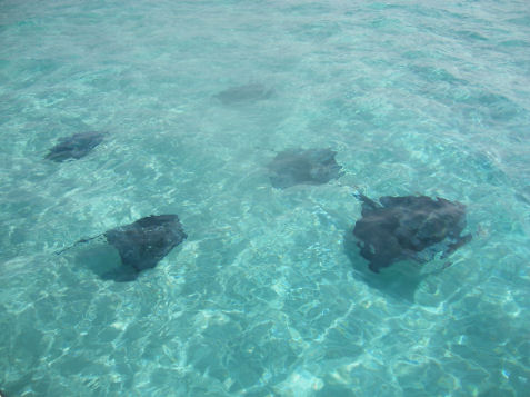 Mare delle Cayman Mare delle Cayman